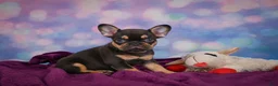French Bulldog dogs for sale: Darla - Ad 2