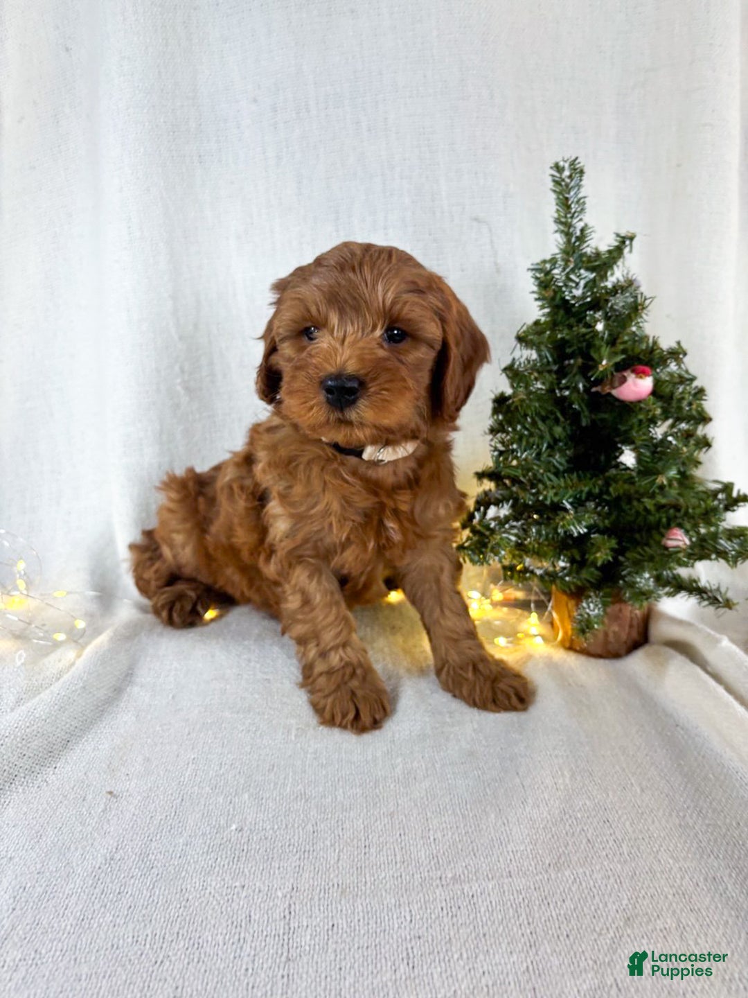 Goldendoodle dogs for sale: Max - Ad 4
