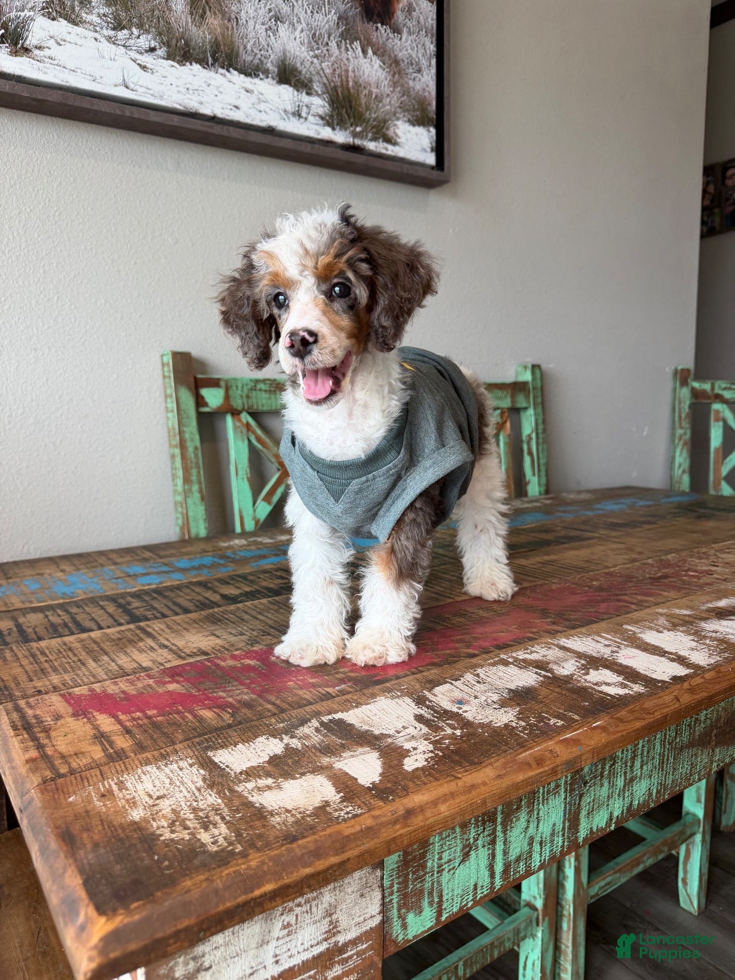 Miniature Poodle dogs for sale: Akc Clear 🧬 Tested Blue Merle  Phantom Parti- Bb - Ad 1