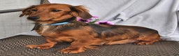 Miniature Dachshund dogs for sale: Millie - Ad 6
