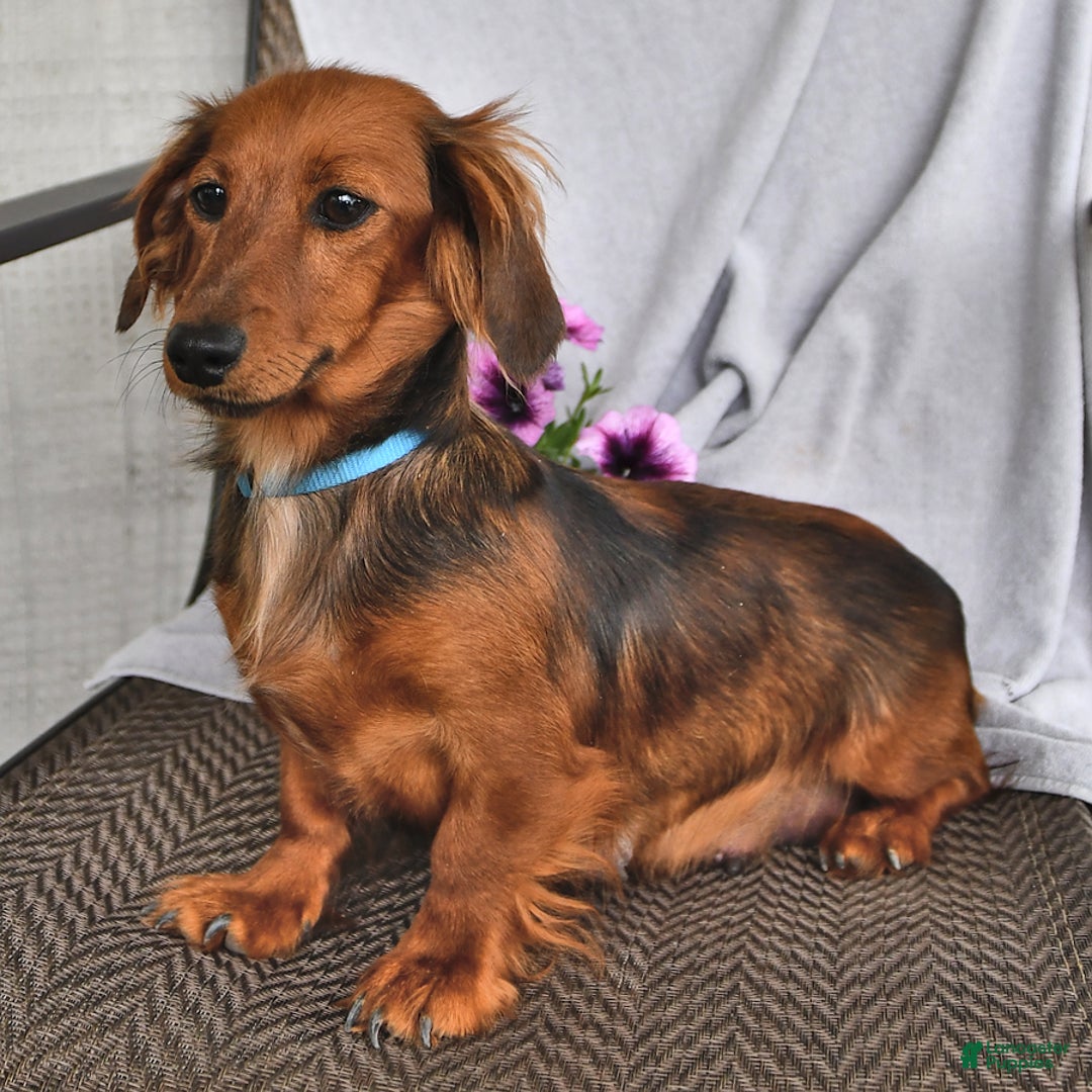 Miniature Dachshund dogs for sale: Millie - Ad 6