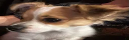 Chihuahua dogs for sale: Ruger Boy  - Ad 3