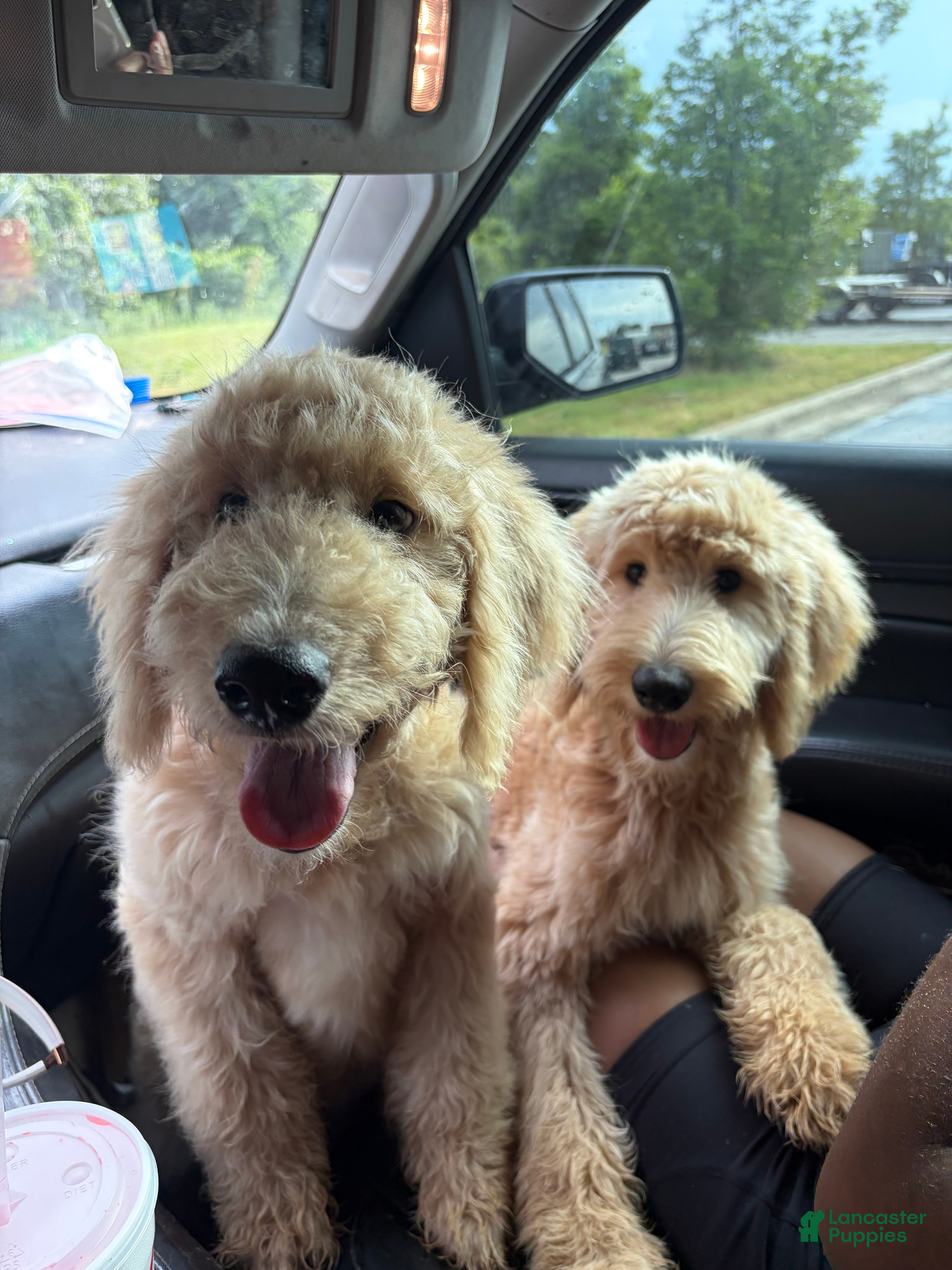 Goldendoodle dogs Ria  - Ad 1