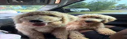 Goldendoodle dogs for sale: Ria  - Ad 1