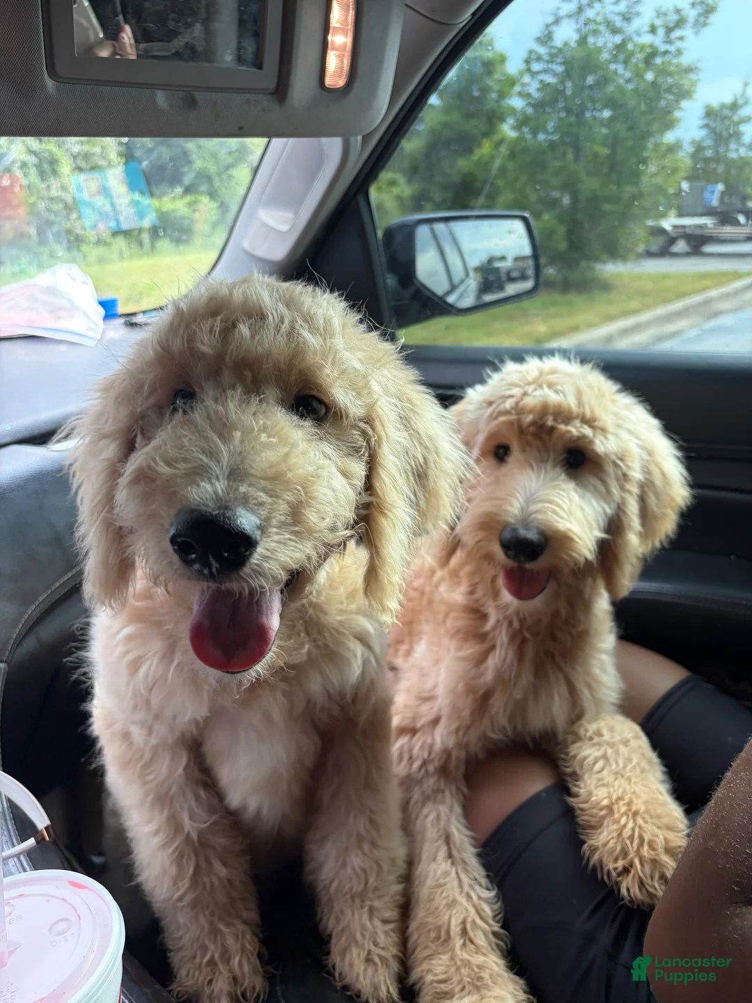 Goldendoodle dogs for sale: Ria  - Ad 1