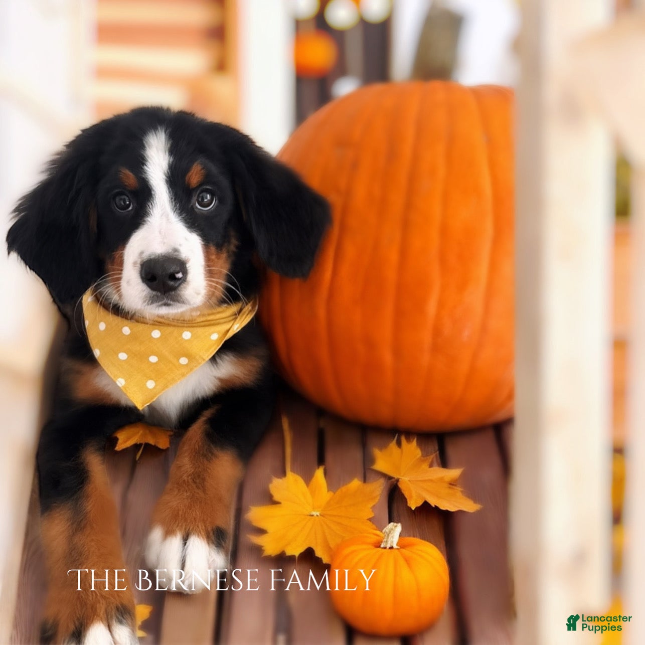 Bernese Mountain Dog dogs Bernese Mountain Dog Puppy 4 - Ad 6