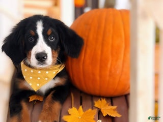 Bernese Mountain Dog dogs Bernese Mountain Dog Puppy 4 - Ad 28