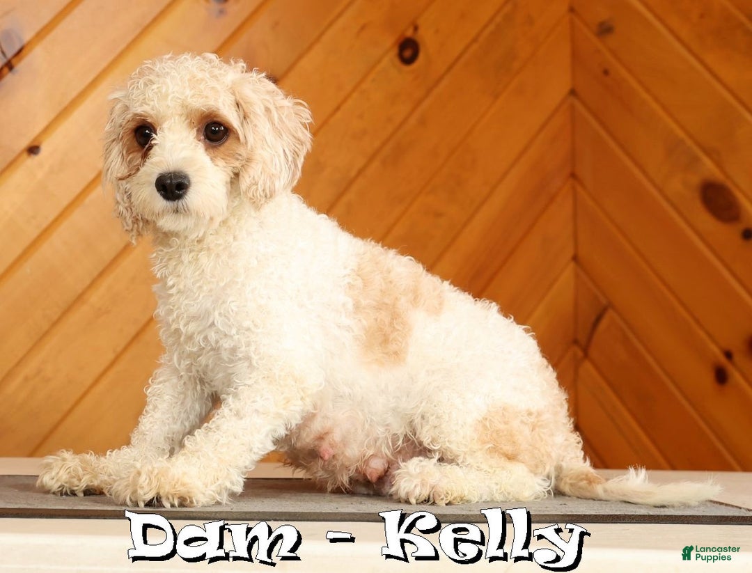 Cavapoo dogs for sale: Janie - Ad 10