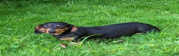 Dachshund dogs for sale: Holly - Ad 9