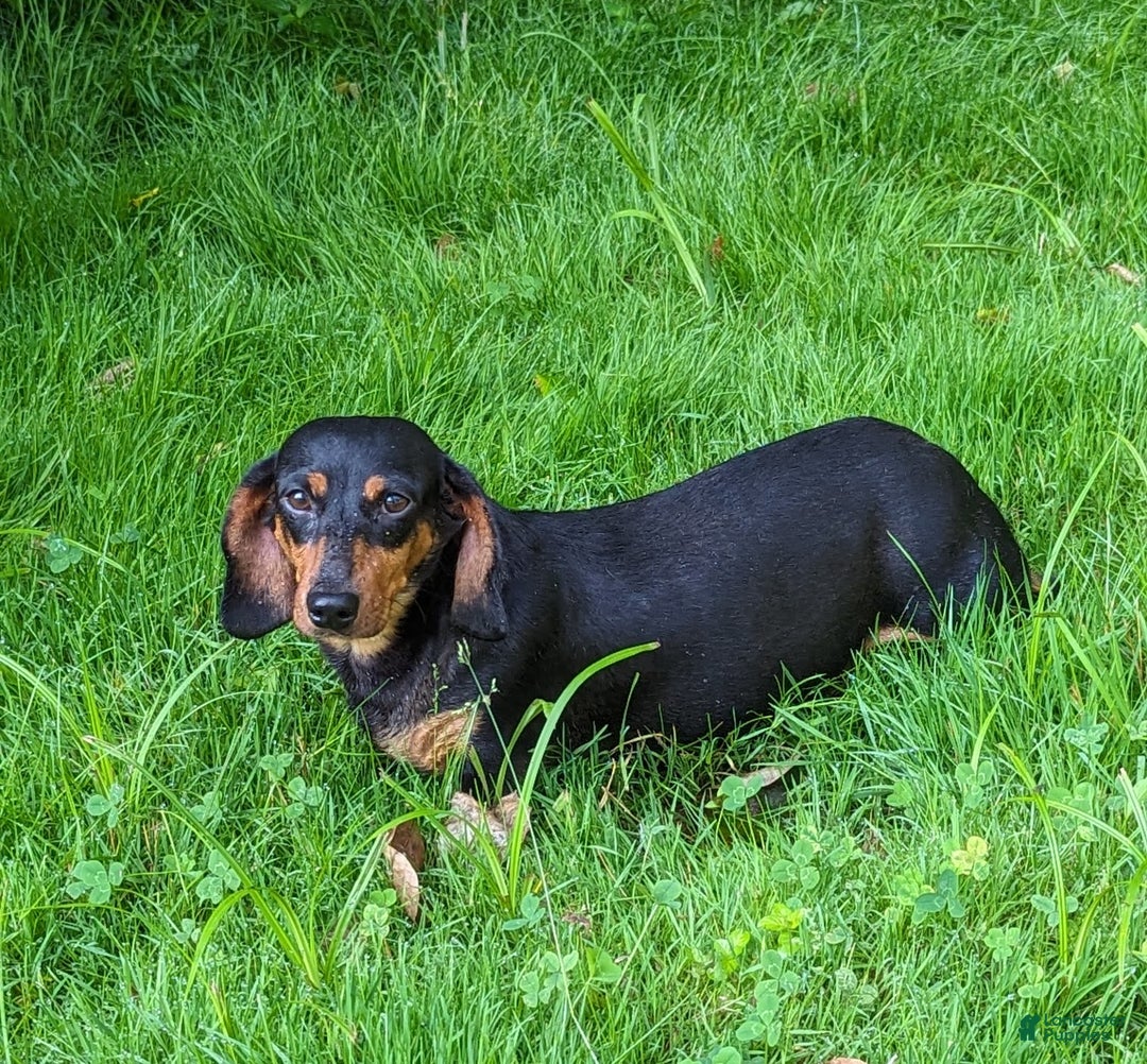 Dachshund dogs for sale: Holly - Ad 9