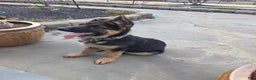 German Shepherd dogs for sale: German Shepherd Puppy 1 - Ad 5