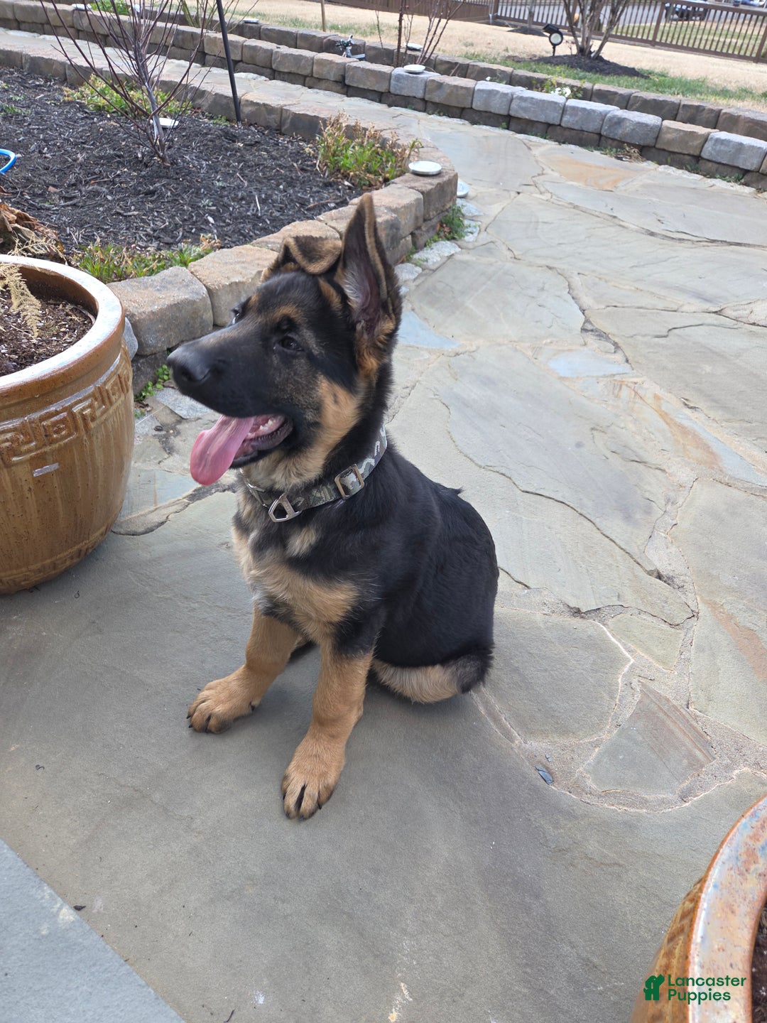 German Shepherd dogs for sale: German Shepherd Puppy 1 - Ad 5