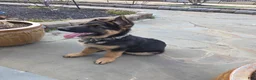 German Shepherd dogs for sale: German Shepherd Puppy 1 - Ad 5