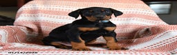 Doberman Pinscher dogs for sale: Ava  - Ad 2