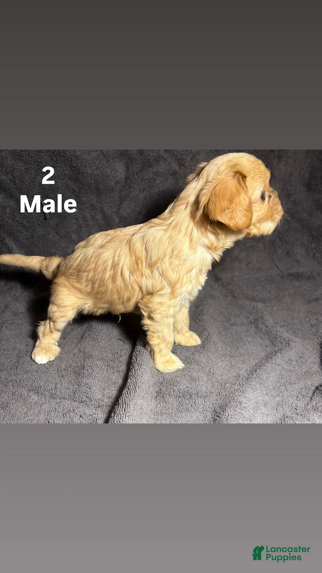 Mixed Breed dogs for sale: Mixed Breed Puppy 2 - Ad 2