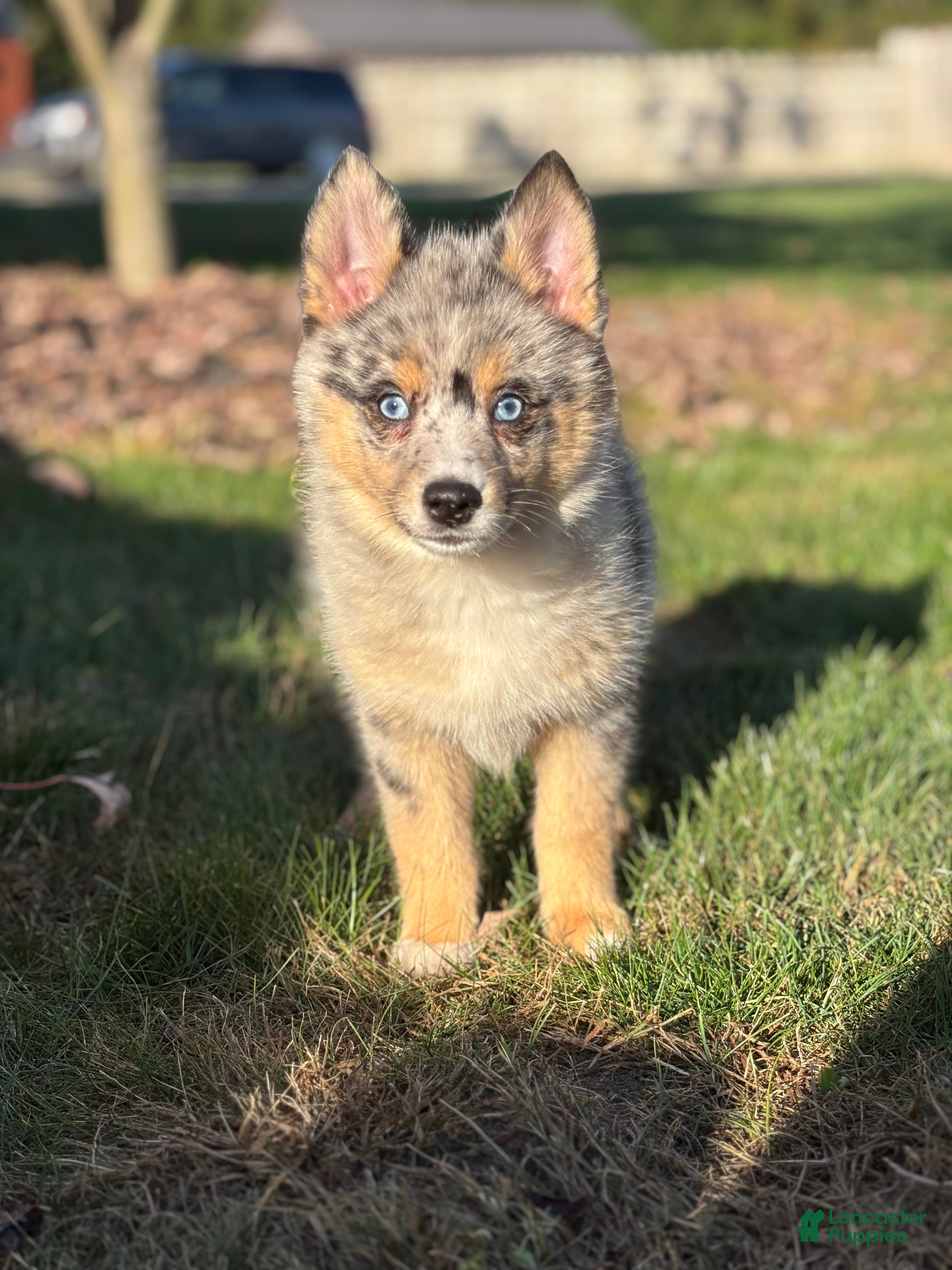 Pomsky dogs for sale: Everett - Ad 1
