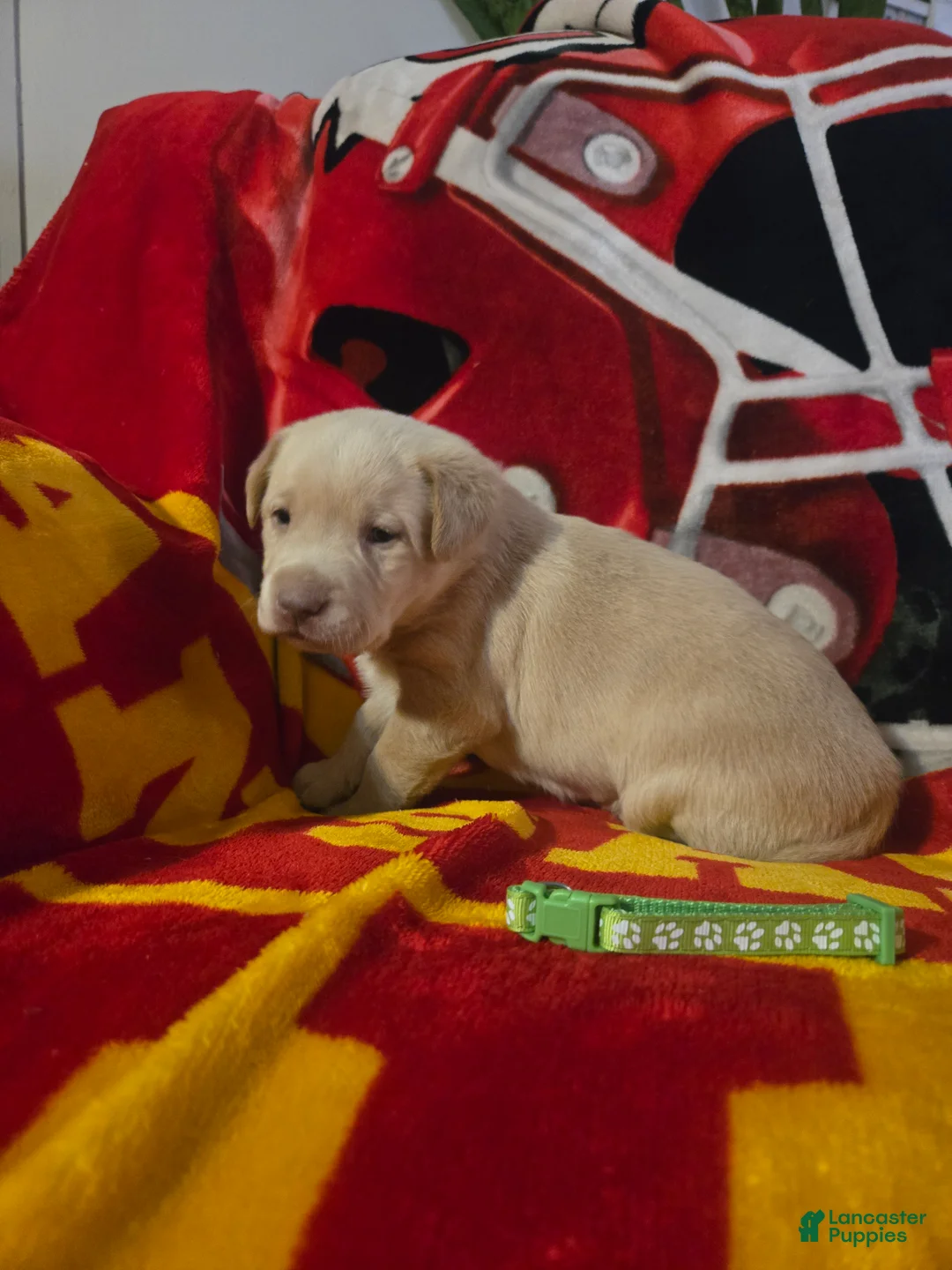 Labrador Retriever dogs for sale: Labrador Retriever Puppy 7 - Ad 1