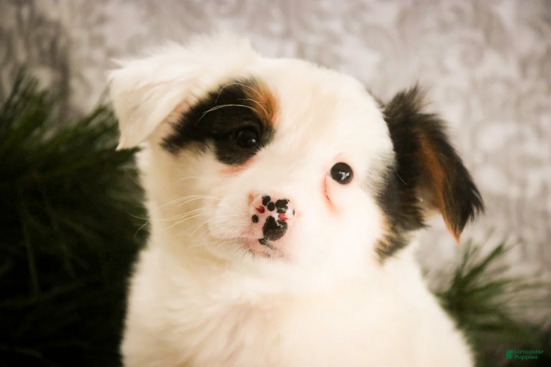 Mixed Breed dogs for sale: Barney - Ad 6