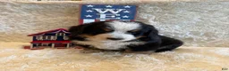 Bernese Mountain Dog dogs for sale: John - Ad 5