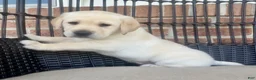 Labrador Retriever dogs for sale: Dusty - Ad 8