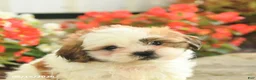 Teddy Bear dogs for sale: Jamie - Ad 5