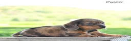 Miniature Dachshund dogs for sale: Copper - Ad 5