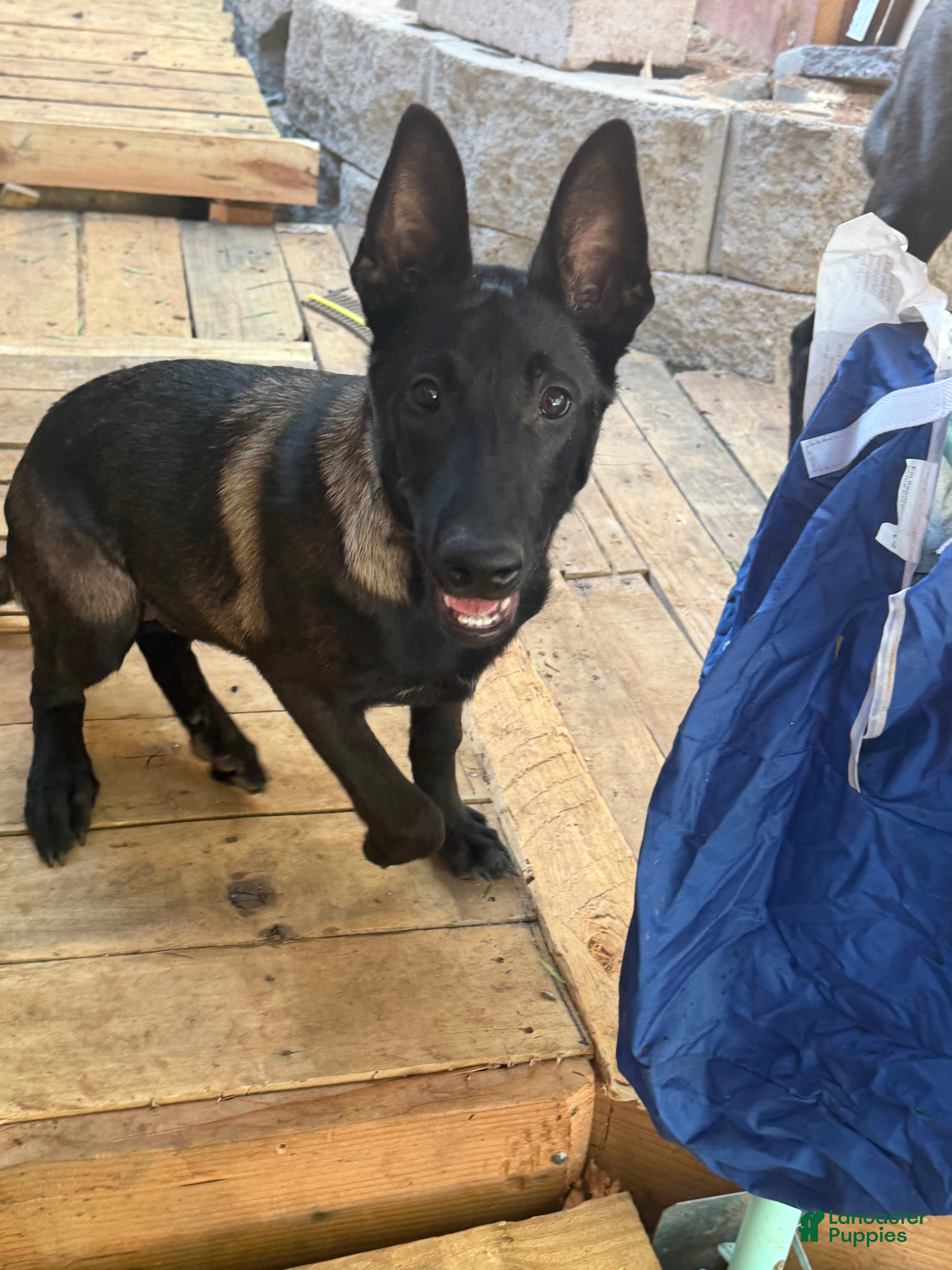 Belgian Malinois dogs Dollface #3 - Ad 2