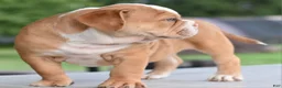 Mixed Breed dogs for sale: Hercules Bulldog hybrid  - Ad 38