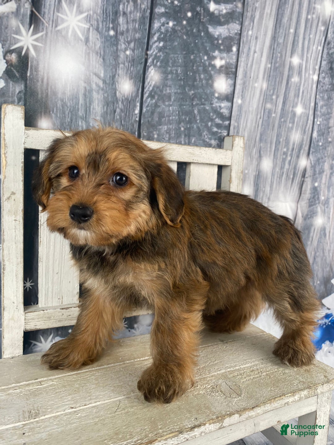 Yorkiepoo dogs for sale: Maddie - Ad 8