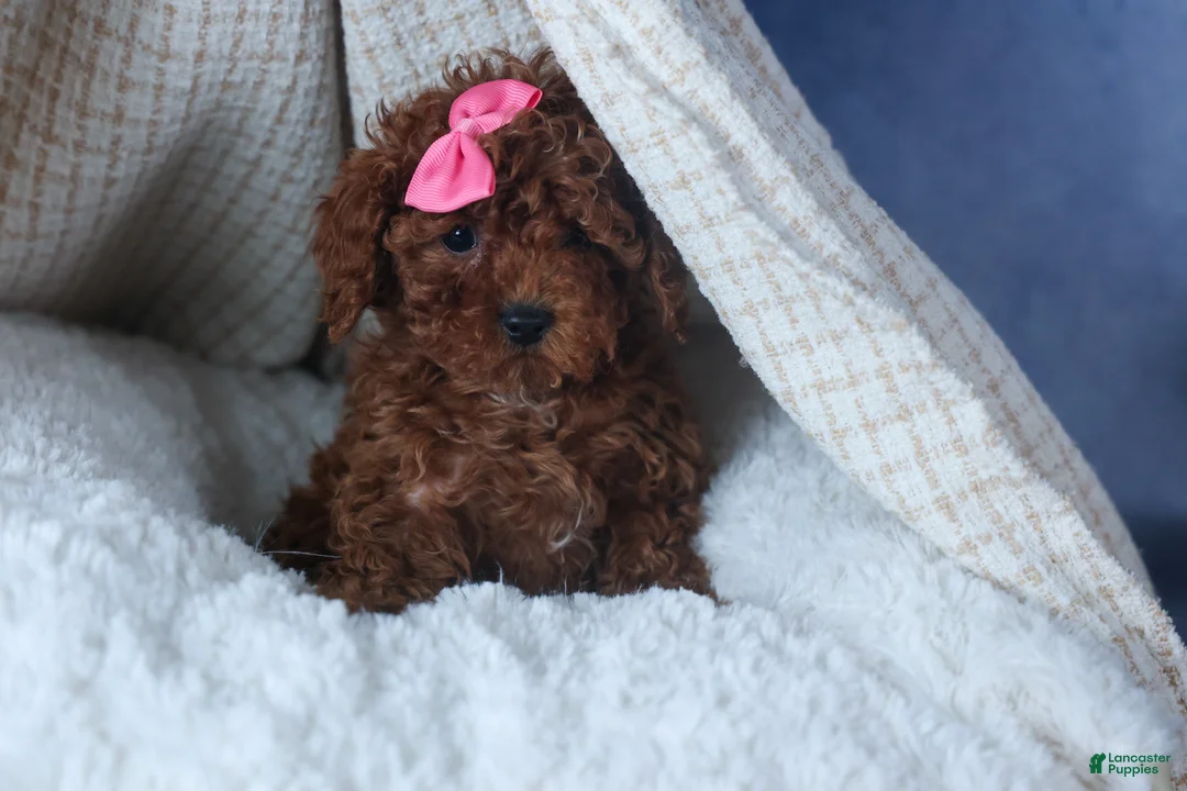 Cavapoo dogs for sale: FANNIE - Ad 6