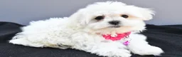 Maltese dogs for sale: Hailey - Ad 9