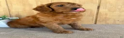 Goldendoodle dogs for sale: Goldie - Ad 17