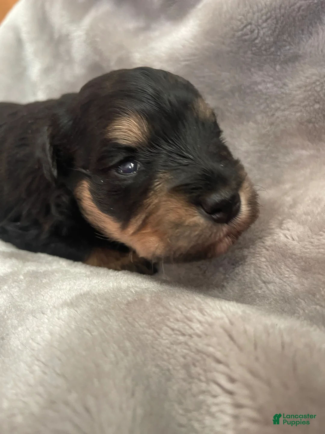 Miniature Schnauzer dogs for sale: Miniature Schnauzer Puppy 5 - Ad 3