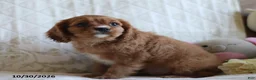 Cavalier King Charles Spaniel dogs for sale: Otto - Ad 3