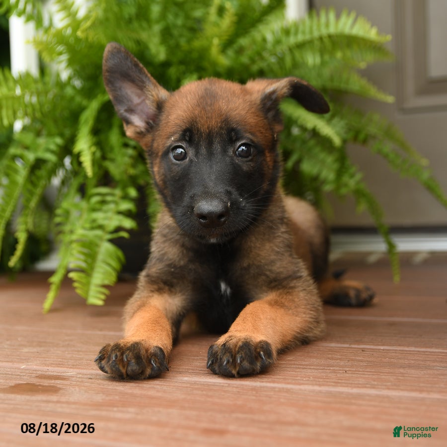 Belgian Malinois dogs Ursa - Ad 2