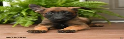 Belgian Malinois dogs for sale: Ursa - Ad 2
