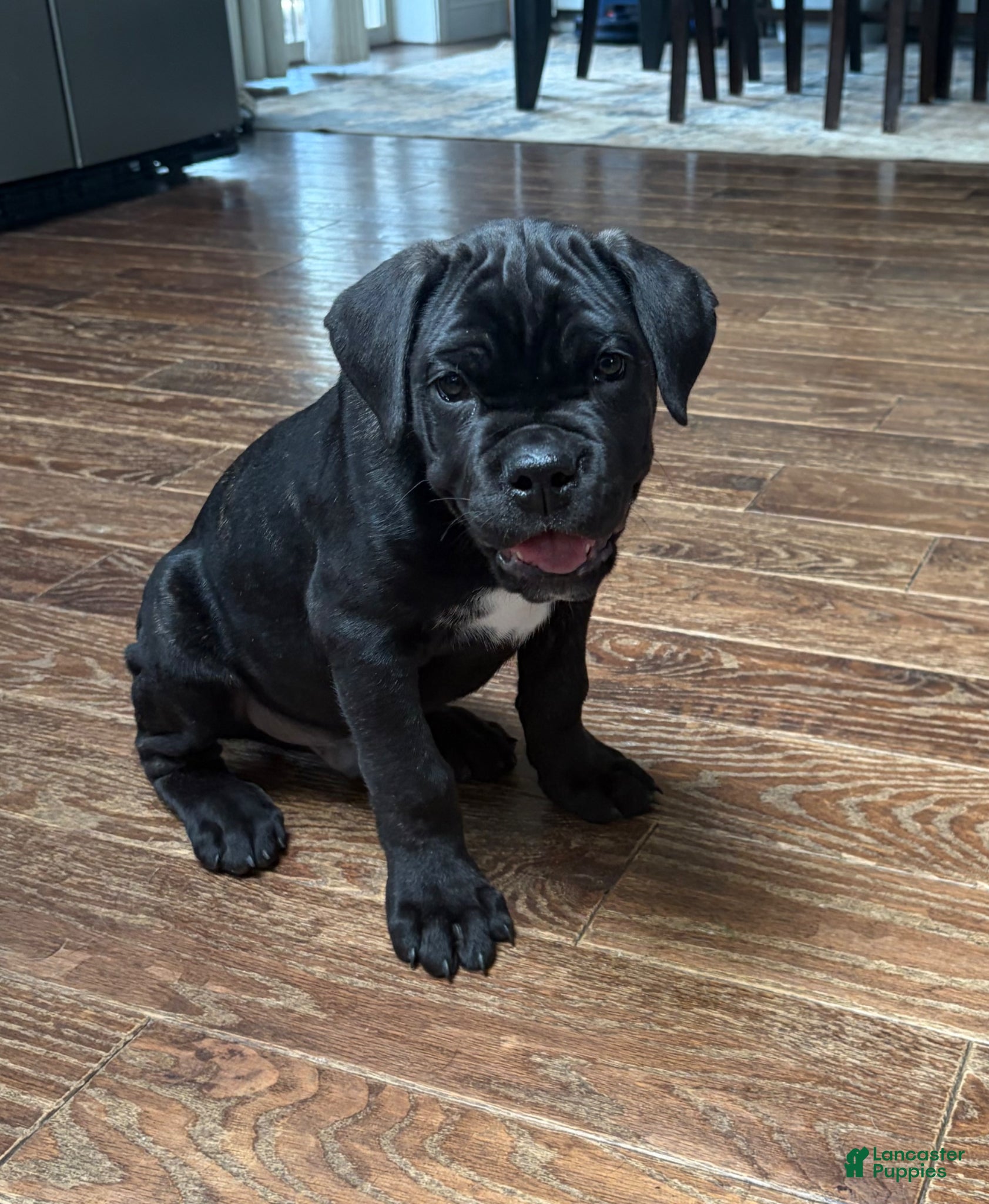 Cane Corso dogs Cane Corso Puppy 1 - Ad 29