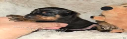 Miniature Pinscher dogs for sale: AKC Cosmo  - Ad 4