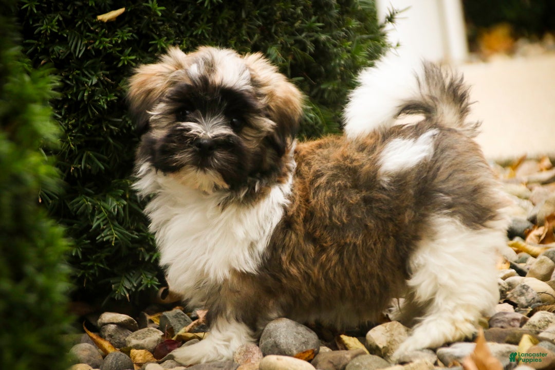 Havanese dogs for sale: Hoosier - Ad 8