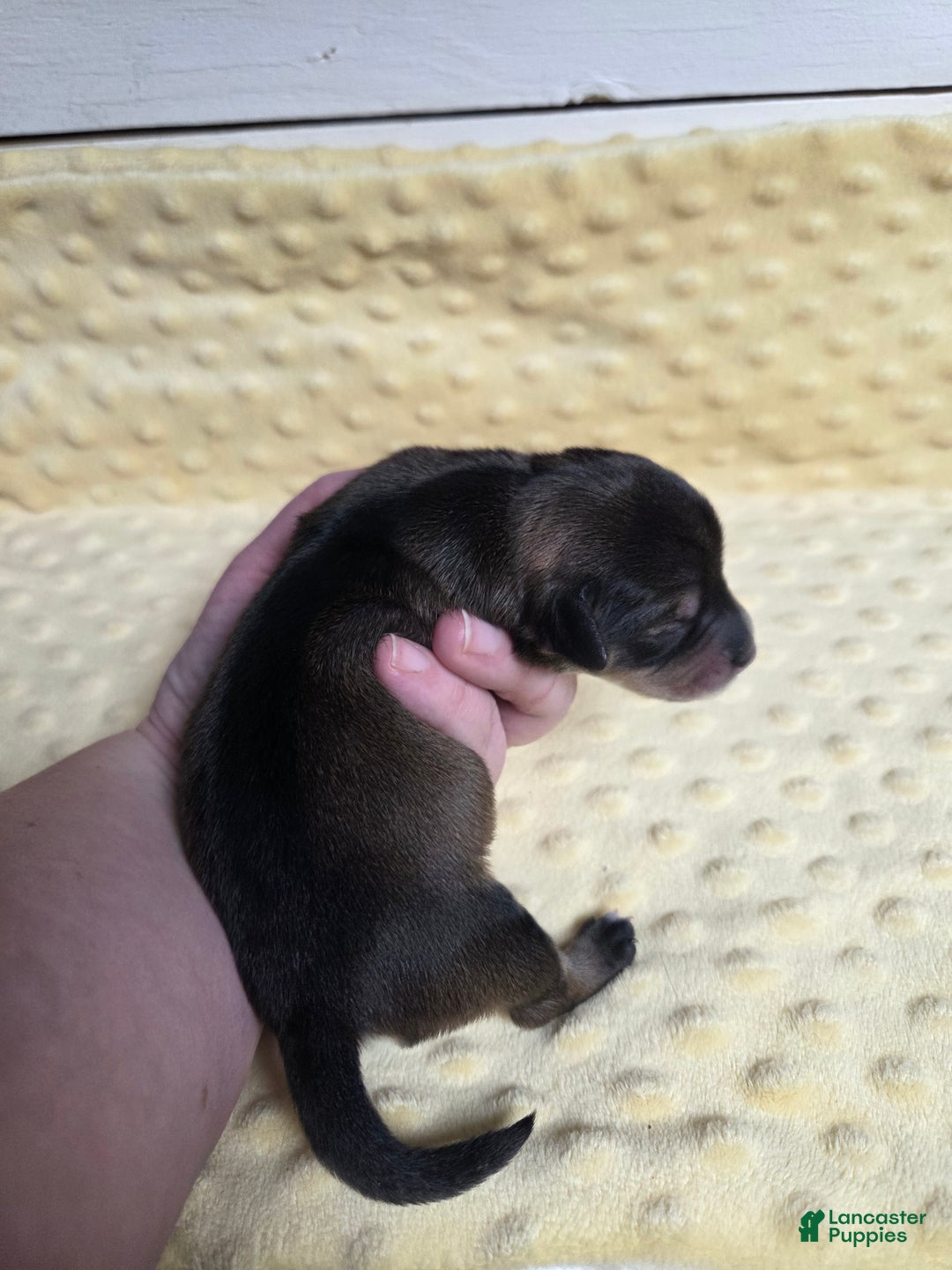 Mixed Breed dogs for sale: Elf - Ad 4