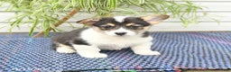 Welsh Corgi Pembroke dogs for sale: Sport - Ad 7