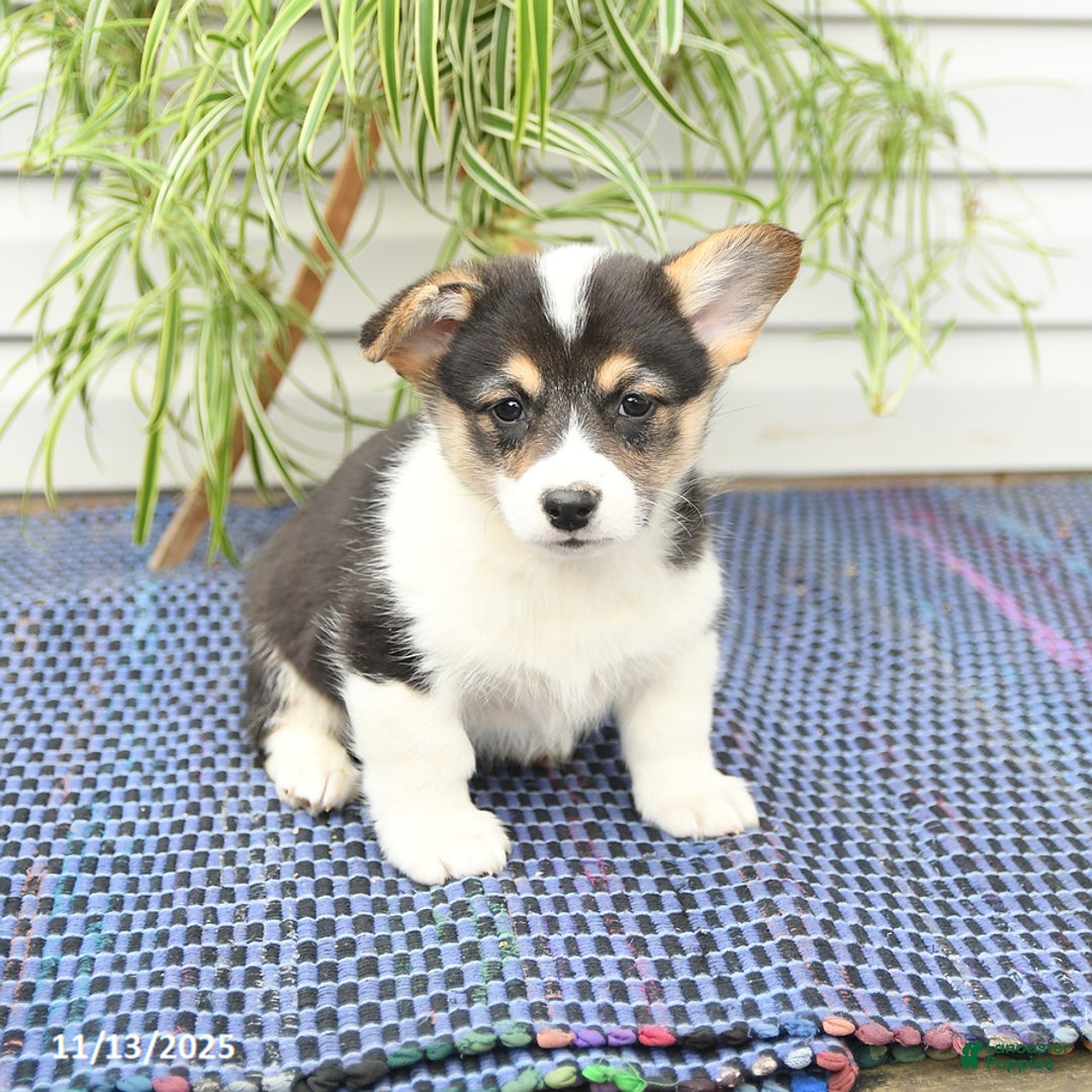 Welsh Corgi Pembroke dogs for sale: Sport - Ad 7