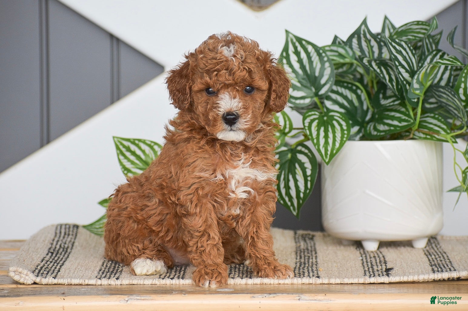 Miniature Poodle dogs for sale: Odessa - Ad 1