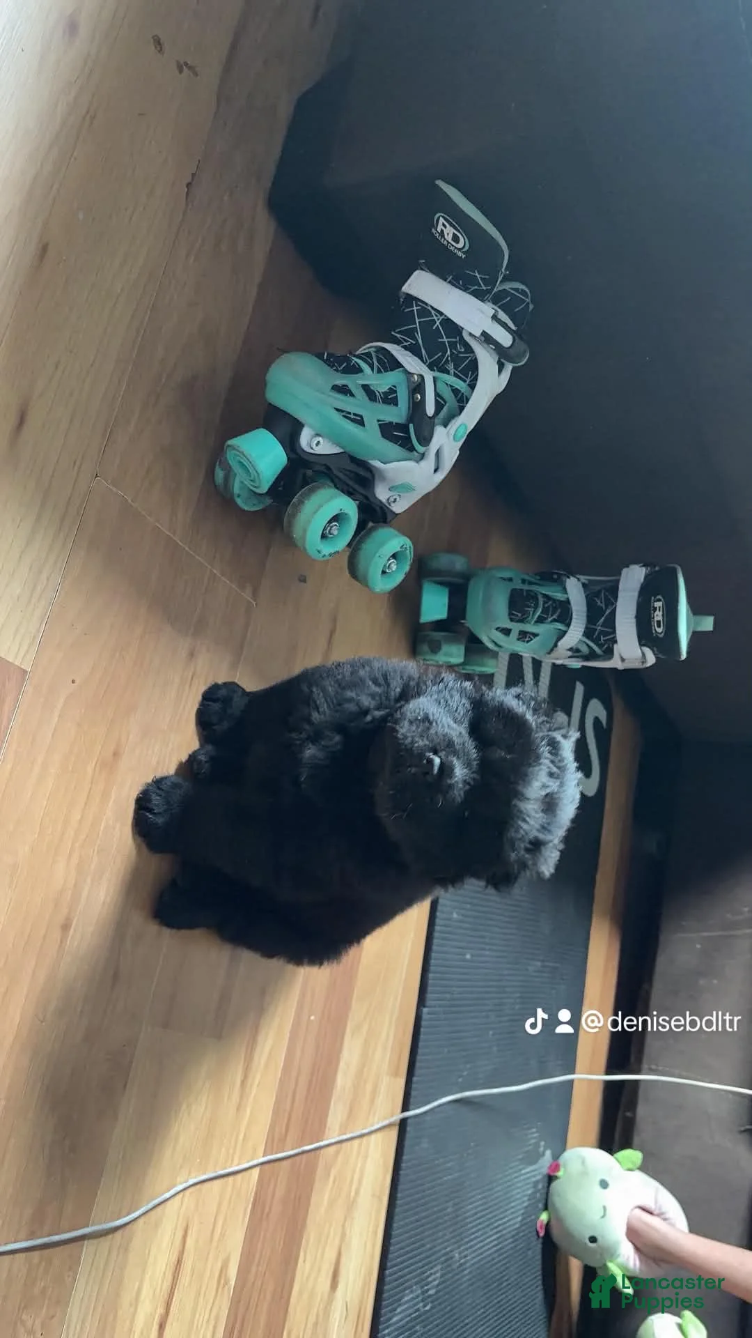Chow Chow dogs for sale: Chow Chow 3 ( onyx )  - Ad 2