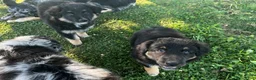 Miniature Australian Shepherd dogs for sale: Jax - Ad 4