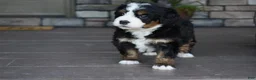 Mini Bernedoodle dogs for sale: Jodie - Ad 6