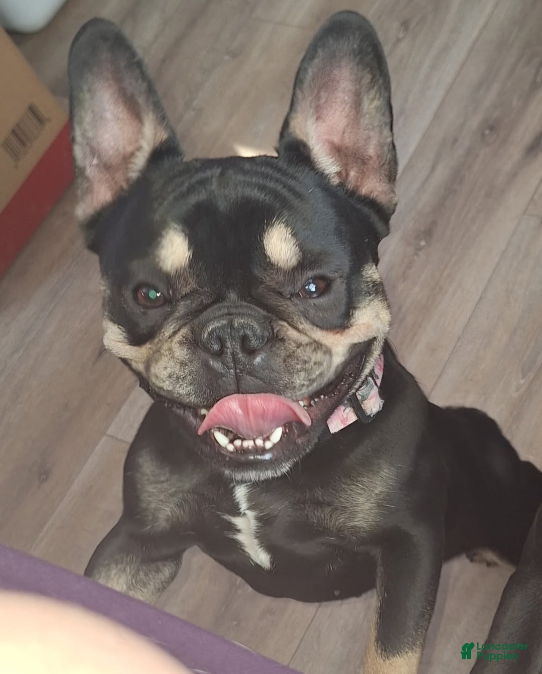 French Bulldog dogs for sale: French Bulldog Puppy 1 - Ad 1