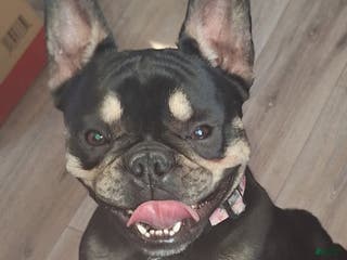 French Bulldog dogs French Bulldog Puppy 1 - Ad 22