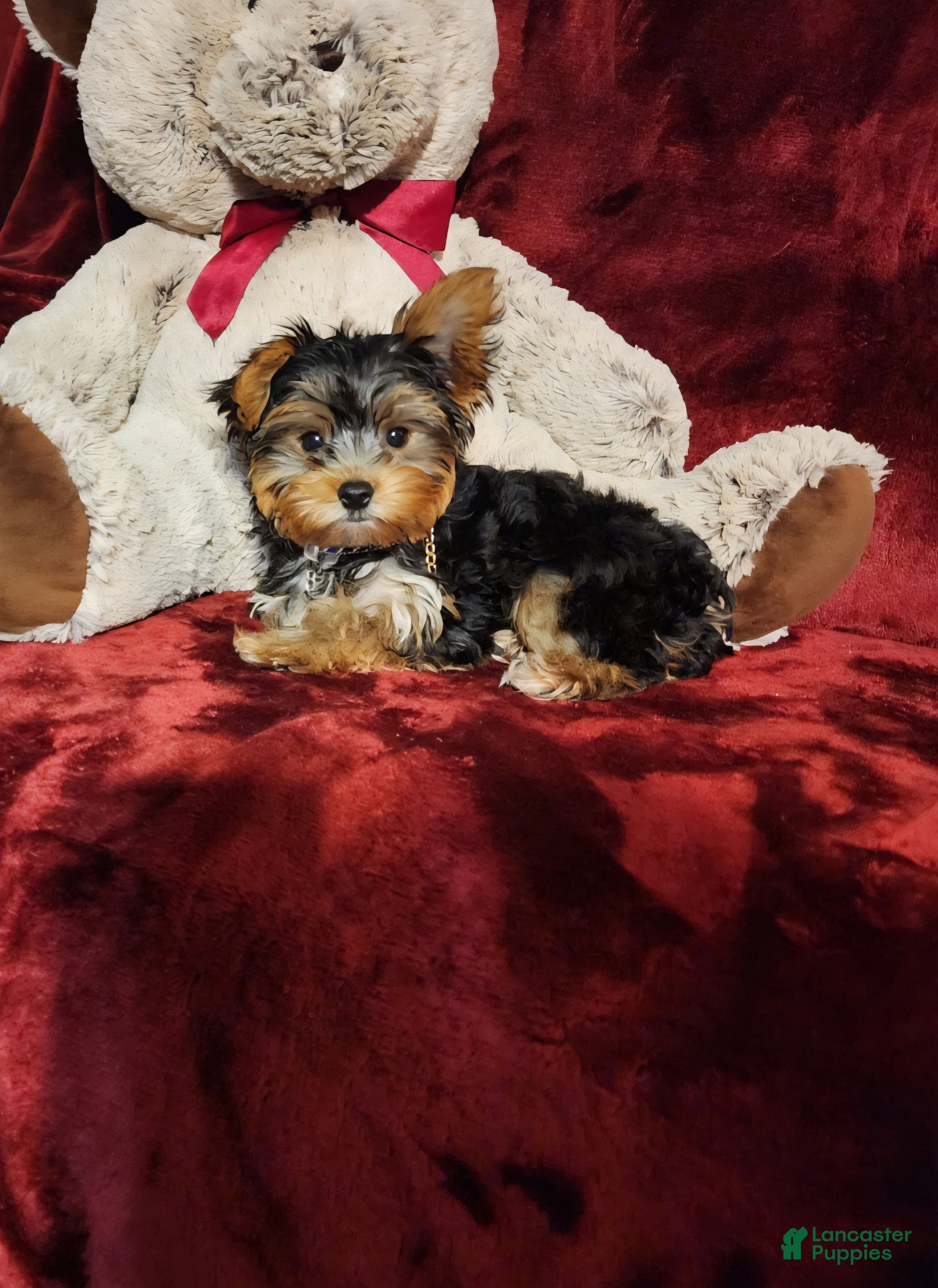 Yorkshire Terrier dogs KINGSTON - Ad 24