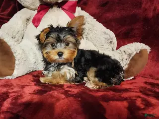 Yorkshire Terrier dogs KINGSTON - Ad 24